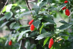 Malvaviscus arboreus